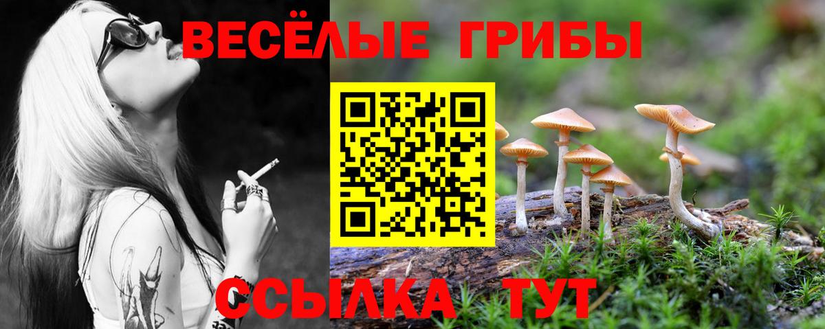 Псилоцибиновые грибы Psilocybine cubensis Кольчугино